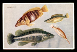 MONACO - MUSEE OCEANOGRAPHIQUE ET AQUARIUM - ILLUSTRATEUR P.S.BERTAULT - POISSONS - Ozeanographisches Museum