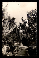 MONACO - LE JARDIN EXOTIQUE - CARTE TIMBREE ET OBLITEREE - Exotic Garden