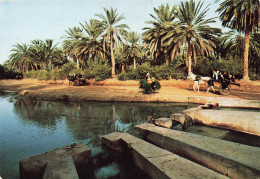 TUNISIE - Tozeur - Le Partage Des Eaux ( La Berka) - Colorisé - Carte Postale - Tunesië