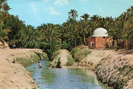 TUNISIE - Tozeur - Rivière Et Marabout Dans L'oasis  - Colorisé -  Carte Postale - Tunesië