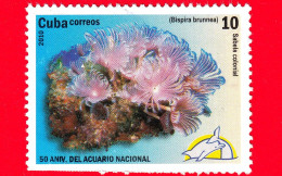 CUBA - Usato - 2010 - 50 Anniv. Acquario Nazionale - Pesci - Poisson - Fish - Bispira Brunnea - 10 - Gebraucht