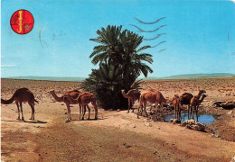 AFRIQUE - Oasis Du Nord Sahara - Chameaux  à La Source - Colorisé - Carte Postale - Sin Clasificación