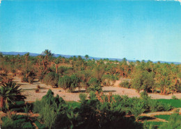 MAROC - Arfoud - Vue Sur Les Palmeraies - Colorisé - Carte Postale - Other & Unclassified