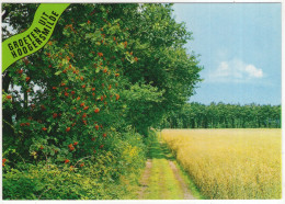 Groeten Uit Hoogersmilde - (Drenthe, Nederland/Holland) - Vlierbessen, Zandpad, Akker - Smilde