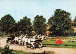 ANIMAUX & FAUNE - Chevaux - Cinq Chevaux Blancs - Carte Postale Ancienne - Caballos