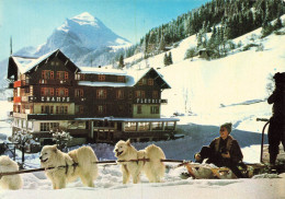 Morzine * Attelage à Chiens , Voiture à Chien * Hôtel CHAMPS FLEURIS , La Pointe De Nyon - Morzine