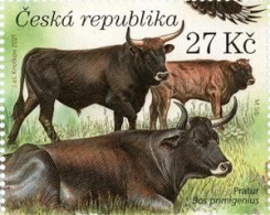 1128 Czech Republic Milovice 2021 Bos Primigenius - Vaches