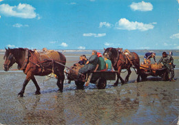 Oostduinkerke  Garnaalvissers Te Paard    D 5432 - Oostduinkerke