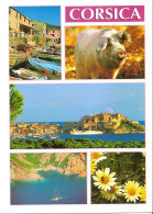 CPM - CORSE - MULTIVUES - COCHON - Corse