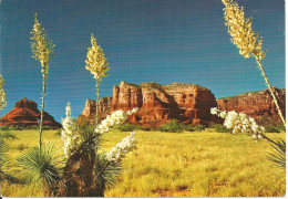 ARIZONA - Yucca  Or Spanish Bayonet - Andere & Zonder Classificatie