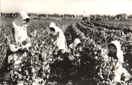 BOURGOGNE, GRAPE HARVEST, FRANCE, POSTCARD - Bourgogne