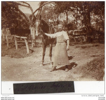 65Cu  Suisse Photo Guerre 14/18 Büreu Le Marechal Ferrant Et Cheval Sellé Septembre 1914 - Autres & Non Classés