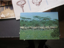 Beisa Oryx Awash Game Park Ethiopia Stamps Par Avion - Ethiopie