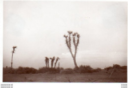 95Bv  Yémen Photo De Taiz Vegetation Cactus - Jemen