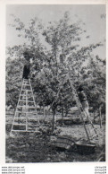 93Maj   83 Sollies Pont La Cueillette Des Cerises (cliché Rare) Photo Miroir Toulon - Sollies Pont