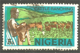 XW01-0968 Nigeria Cattle Ranshing Élevage Vaches Boeuf Veau Calf Beef Cow Kuh Koe Vaca Vacca - Mucche
