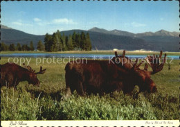 72528646 Yellowstone_National_Park Bull Moose - Andere & Zonder Classificatie