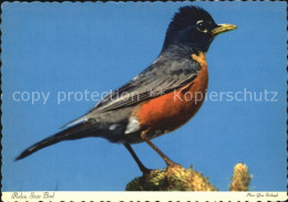 72528636 Michigan Robin State Bird - Other & Unclassified