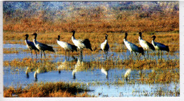 China 2009, Bird, Birds, Postal Stationery, Pre-Stamped Post Card , Crane, MNH** - Kranichvögel