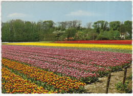 Keukenhof Lisse  - Bloembollen - (Holland) - Zwiebelblumen/Bulbs/Bulbes - Lisse