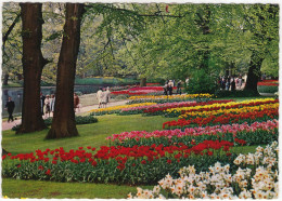 Keukenhof Lisse  - Bloembollen - (Holland) - Zwiebelblumen/Bulbs/Bulbes - Lisse