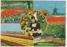 Keukenhof Lisse - Bloembollen - (Holland) - Zwiebelblumen/Bulbs/Bulbes - Lisse