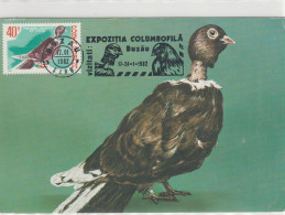 Motive Tierwelt & Fauna  Vögel Tauben Rumänien Maxikarte 1982 Mit Taube 40 B - Columbiformes