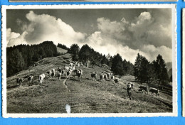 Y097, Alp - Aufzug Auf Aeschi - Allmend Thunersee, Vaches Berger, Baur, 445, Non Circulée - Aeschi Bei Spiez