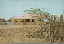 Aruba - Cunucuhouse With Dividivi Tree And Cactus Old Postcard - Aruba