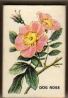 Boite D'Allumettes - ANGLETERRE/ ENGLAND - FLEURS / FLOWERS - DOG ROSE/ EGLANTINE - Luciferdozen