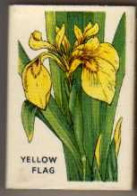 Boite D'Allumettes - ANGLETERRE/ ENGLAND - FLEURS / FLOWERS - YELLOW FLAG / IRIS - Luciferdozen