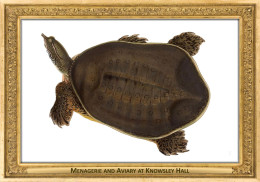 M112 Zoo - Menagerie And Aviary At Knowsley Hall, UK - Edward Lear, 1846, Eastern Spiny Soft-shell Turtle - Sonstige & Ohne Zuordnung