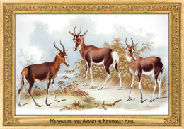 M113 Zoo - Menagerie And Aviary At Knowsley Hall, UK - Edward Lear, 1850, Bontebok And Blesbok - Sonstige & Ohne Zuordnung