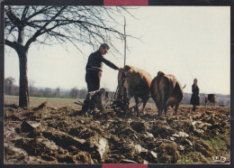 87 - Scène De Labour - Limousin