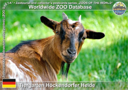 01336 WZD • ZOO - Tiergarten Höckendorfer Heide, DE - Cameroon Dwarf Goat (Capra Aegagrus F. Hircus "Cameroon Dwarf") - Klingenberg (Sachsen)