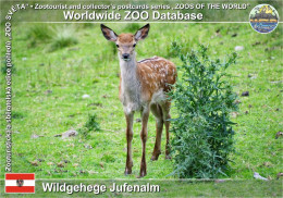 01340 WZD • ZOO - Wildgehege Jufenalm, AT -  Red Deer (Cervus Elaphus) - Maria Alm