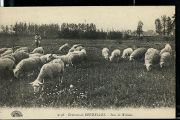 Parc De Woluwe ( Moutons )  - Neuve - - St-Lambrechts-Woluwe - Woluwe-St-Lambert