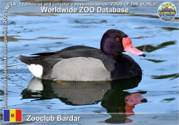 01400 WZD • ZOO - Zooclub Bardar, MD - Rosy-billed Pochard (Netta Peposaca) - Moldavie