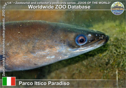 01405 WZD • ZOO - Parco Ittico Paradiso, IT - European Eel (Anguilla Anguilla) - Lodi