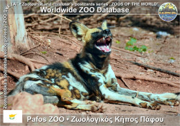 01431 WZD • ZOO - Pafos ZOO, CY - African Wild Dog (Lycaon Pictus) - Cipro