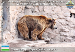 01435 WZD • ZOO - Termez ZOO, UZ - Himalayan Brown Bear (Ursus Arctos Isabellinus) - Usbekistan