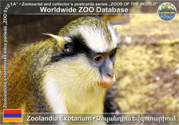 01436 WZD • ZOO - Zoolandia Exotarium, AM - Crowned Monkey (Cercopithecus Pogonias) - Arménie