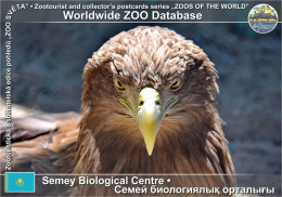 01437 WZD • ZOO - Semey Biological Centre, KZ - White-tailed Eagle (Haliaeetus Albicilla) - Kazakistan