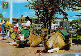 Puerto De La Cruz - Chameaux Pour La Promenade Touristique Dans La Ville - Other & Unclassified