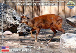 01458 WZD • ZOO - Phoenix ZOO, US - Mexican Red Brocket (Mazama Temama) - Phönix
