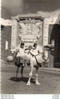 2V3Fo   Espagne Las Palmas De Gran Canaria Pueblo Canario Dromadaire - Sonstige & Ohne Zuordnung