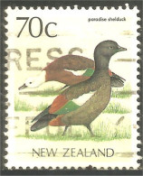 XW01-1016 New Zealand Oiseau Canard Paradise Shelduck Duck Bird Ente Anatra Pato - Entenvögel