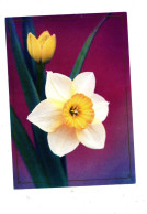 Carte Postale 10 Arc Vue Fleur Jonquille - Postales