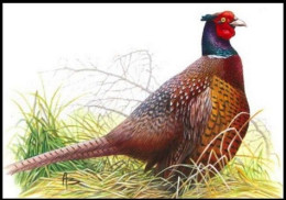 CM/MK Blanco** - Faisan De Colchide / Fazant / Gemeiner Fasan / Common Pheasant - BUZIN - Gallinacées & Faisans