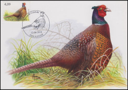 CM/MK° - Faisan De Colchide / Fazant / Gemeiner Fasan / Common Pheasant - Natoye - 12-06-2010 - BUZIN - Gallinaceans & Pheasants